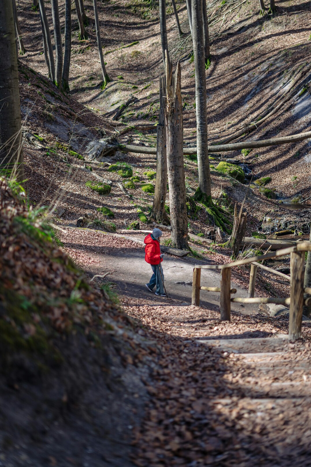 person walking on winding path in forest